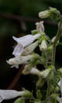 Arkansas beardtongue